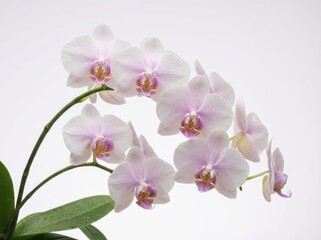 Obraz premium Elegant white and pale pink phalaenopsis orchid flowers are captured blooming in a detailed studio shot, isolated brightly against a clean white background.