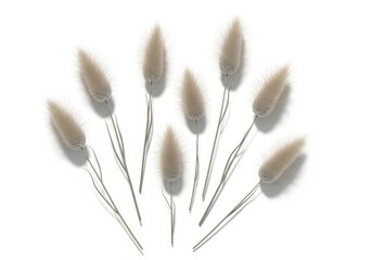 Several delicate dried ornamental grass plumes arranged on a clean white background
