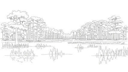 Obraz premium Bald Cypress Swamp Forest Outline Vector Landscape for Wetland Projects