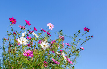 Cosmos bipinnatus flower blooming  field with blue sky.