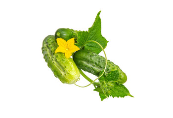 Cucumbers with flower and  leaves isolated on white background