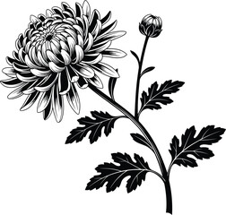 Chrysanthemum Flower Engraved Style