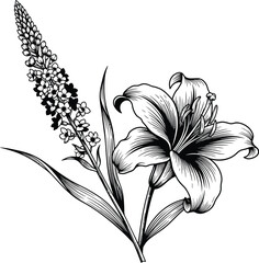 Botanical lily flower artwork detailed floral vector