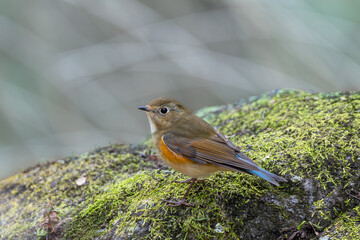 苔の石の上に止まるルリビタキ