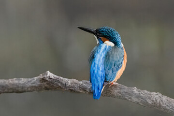枝に止まる青い宝石