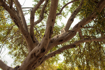 Branches of a Tree Stretch out Over a Sunny Day, Showing a Mix of Leaves and Bark in a Natural Setting With Clear Sky