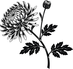 Chrysanthemum Flower Vector