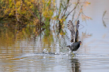 A moorhen takes flight from a pond in Camargue, France 
