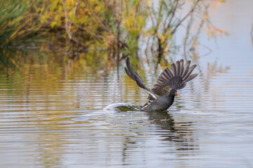 A moorhen takes flight from a pond in Camargue, France 