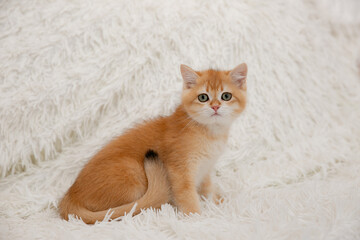 a cute red kitten of the Golden British Chinchilla breed is sitting on a fur blanket and looking at the camera