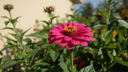 Bright pink flower with yellow center among green leaves, in a garden setting.