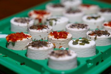 fromages frais avec des herbes et des aromates pour ap&eacute;ritifs