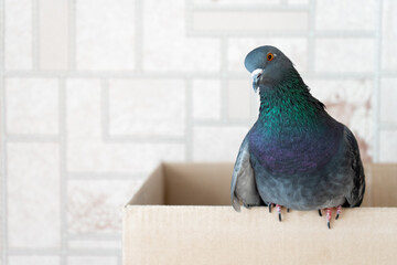 Rescued domestic pigeon sitting calmly in a cardboard box indoors  