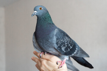Domestic pigeon held in hand demonstrating trust and connection  