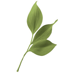 green leaf isolated 