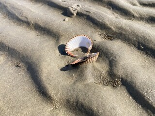 Muschel  im Nieders&auml;chsischen Wattenmeer der Nordsee vor Cuxhaven bei Ebbe