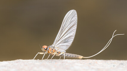 Insect on a leaf