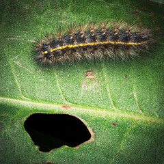 caterpillar on a leaf