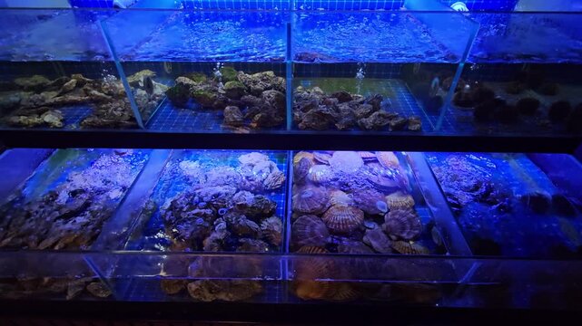 Tank of fish, sea shells and shellfish with a blue light shining on top. The fish are swimming in the tank and there are several different types of fish in the tank in restaurant