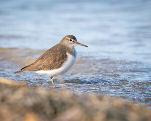 Shorebird