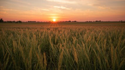 Fototapeta premium Sunset over a vast field of crops with the horizon at dusk. Agricultural landscape with mature plants. The scene of farming and nature at sunset.