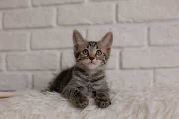 cute little domestic striped kitten sitting on a fur blanket looking at the camera, cute pets