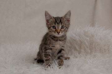 Obraz premium cute little domestic striped kitten sitting on a fur blanket looking at the camera, cute pets