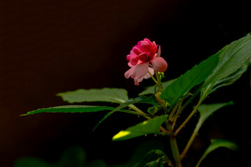 The Impatiens potted houseplant has bloomed.