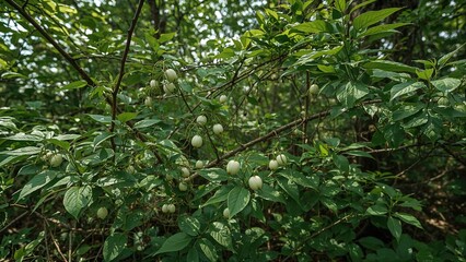 Obraz premium Green leafy shrub with small white berries amid dense foliage.