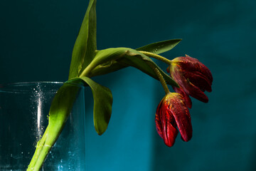 Czerwone tulipany na ciemnym tle tworzą dramatyczną i elegancką kompozycję kwiatową o silnym kontraście. © Elżbieta Kaps