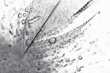 Czarno-białe zdjęcie przedstawiające zamrożone w wodzie piórko, z wyraźnie widocznymi pęcherzykami powietrza uwięzionymi w lodzie, tworzącymi delikatną i abstrakcyjną strukturę. © Elżbieta Kaps