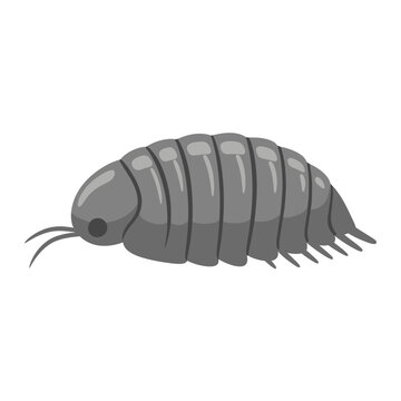 Pill Bug Illustration &ndash; Isopod Woodlouse Roly Poly Vector Icon