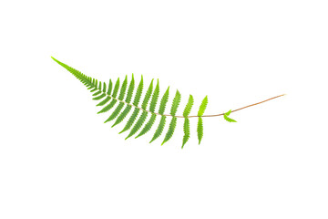 A Single Vibrant Green Fern Leaf Detailed Texture Against a Clean White Background Isolated