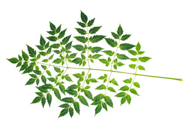 Green Fern Leaf with Intricate Veins and Serrated Edges on White Background