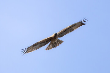 Bonelli’s Eagle (Aquila fasciata) Soaring in the Sky Above Limassol, Cyprus