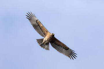 Bonelli’s Eagle (Aquila fasciata) Soaring in the Sky Above Limassol, Cyprus