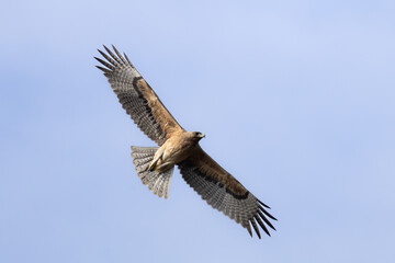Bonelli’s Eagle (Aquila fasciata) Soaring in the Sky Above Limassol, Cyprus
