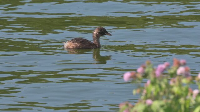 Immature Little Grebe or Dabchick (Tachybaptus ruficollis) on a lake, diving for fish. August, Kent, UK. Slow motion x5