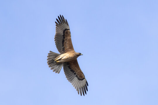Bonelli&rsquo;s Eagle (Aquila fasciata) Soaring in the Sky Above Limassol, Cyprus