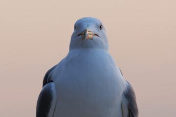 Retrato frontal gaviota patiamarilla al atardecer, Calpe, Espa&ntilde;a