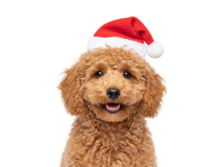 Happy Toy Poodle puppy wearing Santa hat, isolated on transparent background, Christmas pet portrait