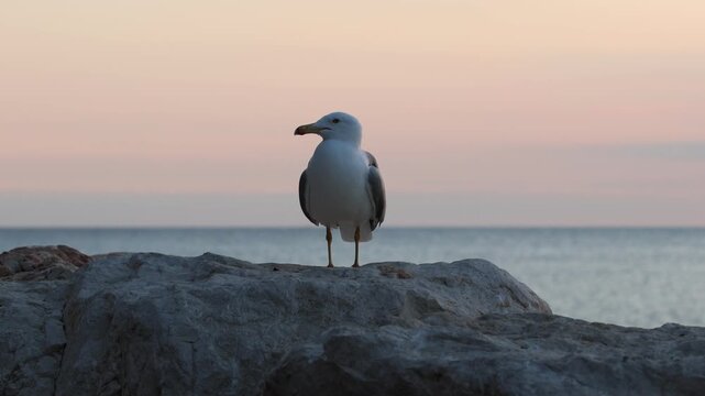 Gaviota patiamarilla en la roca al atardecer en libertad, Calpe, Espa&ntilde;a