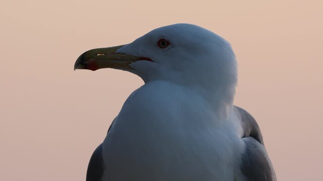 Gaviota patiamarilla en primer plano con resplandor del atardecer al fondo, Calpe, Espa&ntilde;a