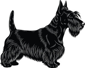 Here is a title and a list of keywords for your black and white Scottish Terrier vector illustration, formatted for Adobe Stock SEO.