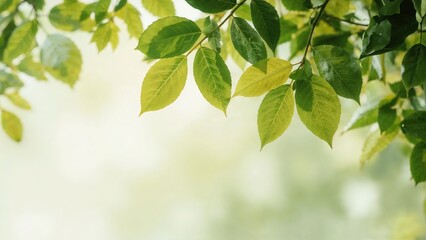 Obraz premium Close-up of green leaves on a branch with sunlight filtering through, evoking a natural and fresh atmosphere.