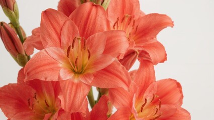 Fototapeta premium Pink and peach-colored flowers, likely amaryllis, with green buds and stems.