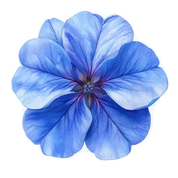 Plumbago Flower, lively watercolor vector drawing with intricate brush, isolated on a white background.
