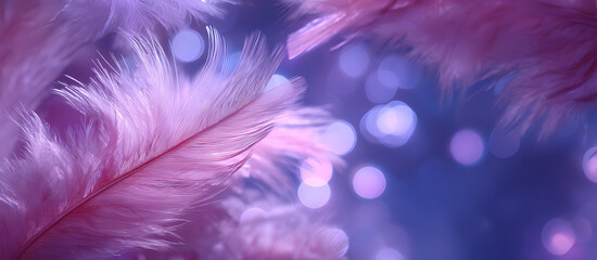 Obraz premium A close-up of soft pink and purple feathers