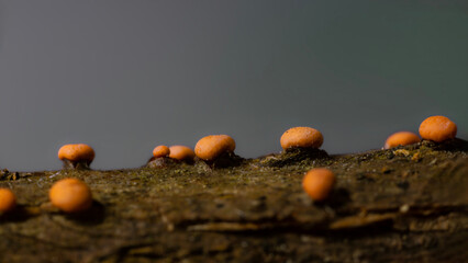 Close-up of Nectria cinnabarina, also known as coral spot, weak pathogen of broadleaf trees
