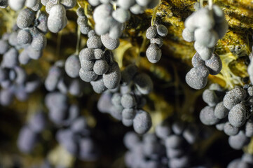 Badhamia utricularis, a species of slime mold close-up